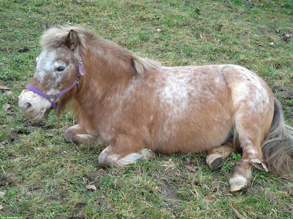 Bild 2: Biete Möglichkeit um mit unseren Ponys zu arbeiten