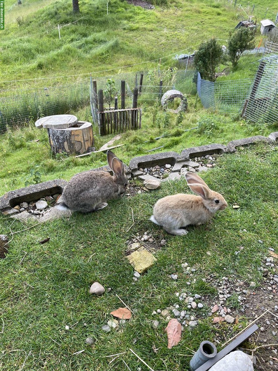 Bild 2: Junge Kaninchen hauptsächlich Rammler, Deutsch/Belgische Riesen