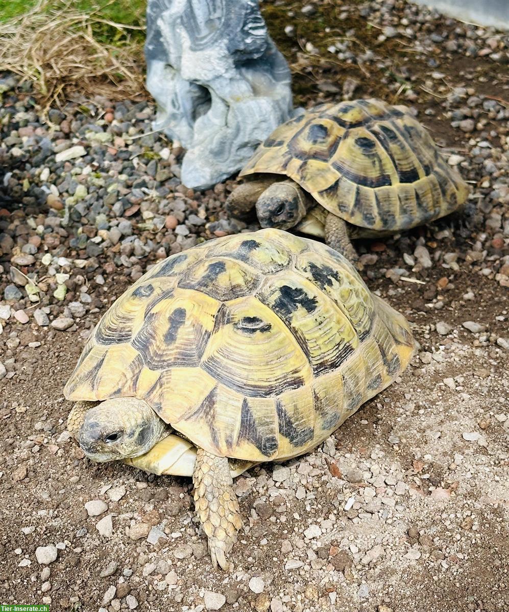 Griechisches Landschildkröten Paar, weiblich + männlich