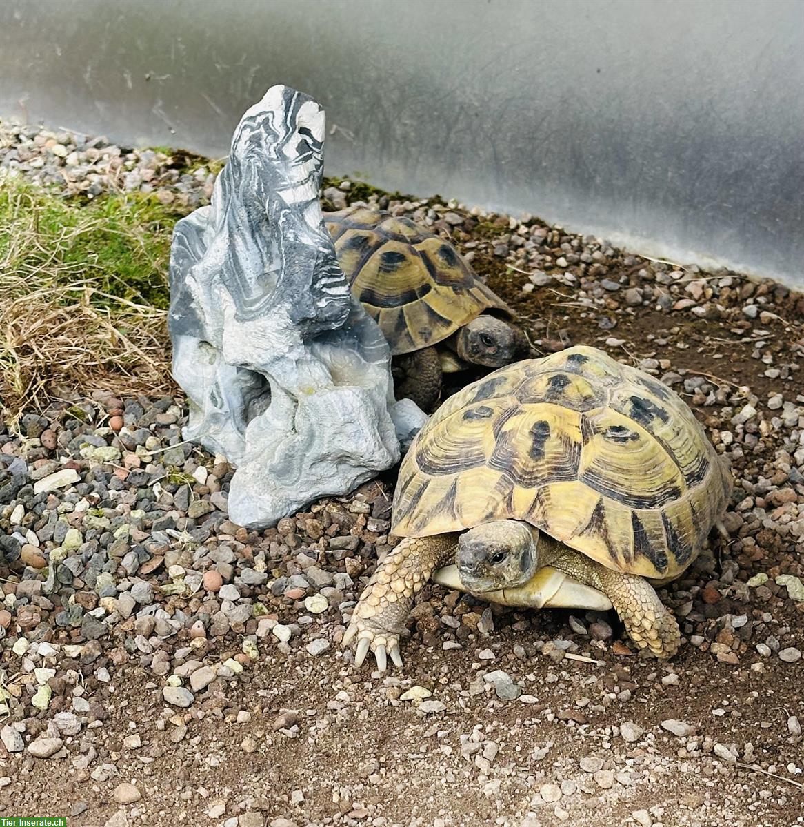 Bild 2: Griechisches Landschildkröten Paar, weiblich + männlich