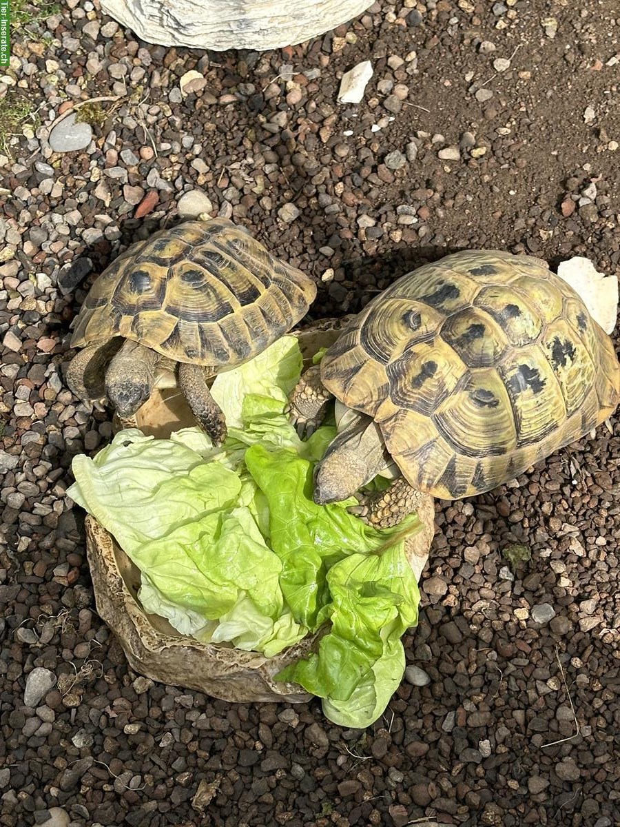 Bild 3: Griechisches Landschildkröten Paar, weiblich + männlich