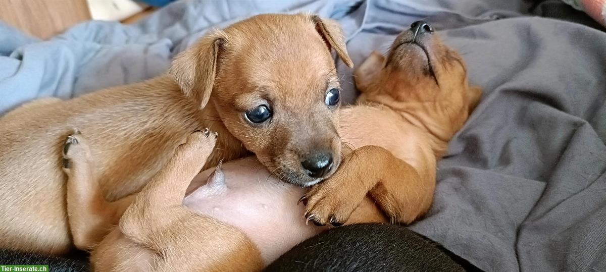 Bild 2: Zwergpinscher Welpen zu verkaufen