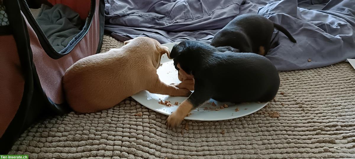 Bild 3: Zwergpinscher Welpen zu verkaufen