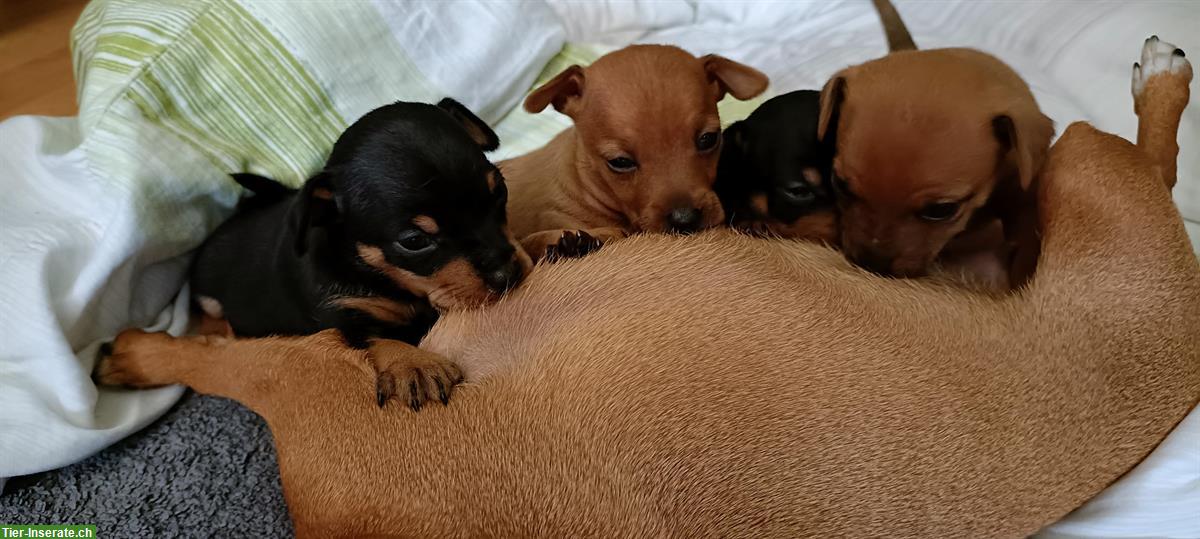 Bild 4: Zwergpinscher Welpen zu verkaufen