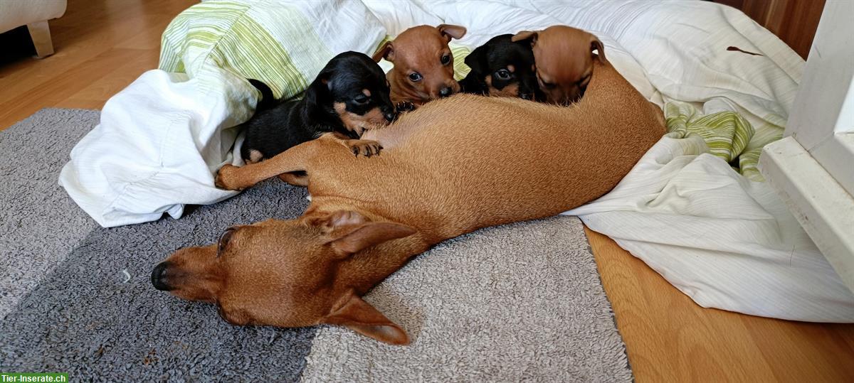 Bild 5: Zwergpinscher Welpen zu verkaufen