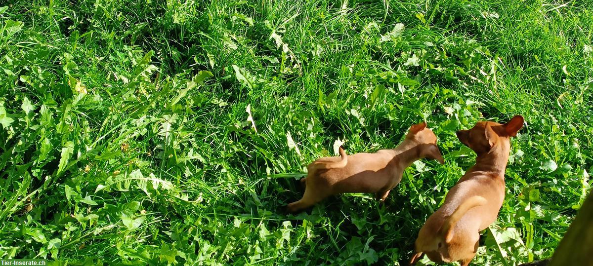 Bild 6: Zwergpinscher Welpen zu verkaufen