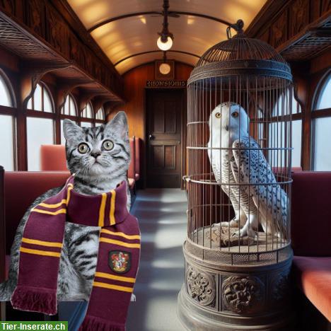 BKH Kitten in silvertabby aus dem Hause Gryffindors!