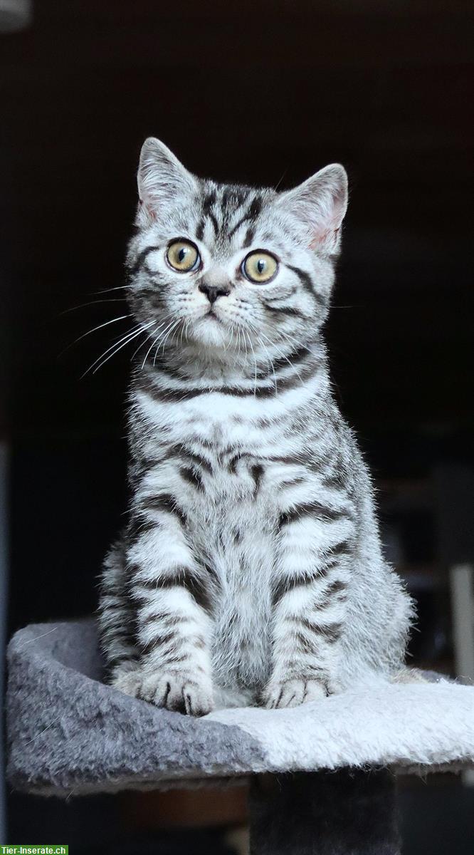 Bild 6: BKH Kitten in silvertabby aus dem Hause Gryffindors!