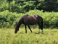 Canadian Horse Stute, 5 Jahre, 1.46m