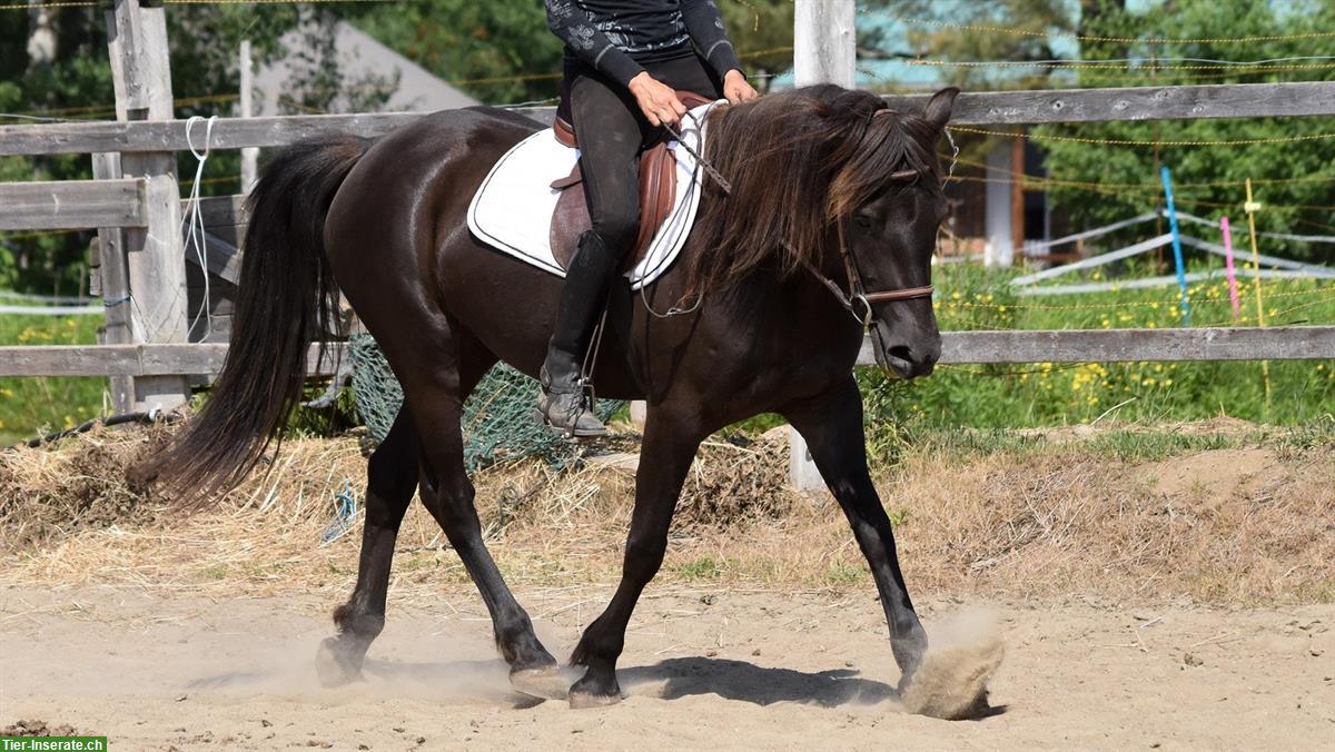 Bild 2: Canadian Horse Stute, 5 Jahre, 1.46m