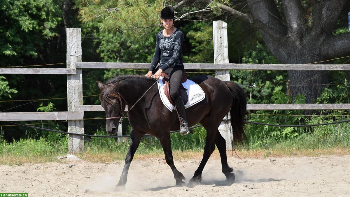 Bild 3: Canadian Horse Stute, 5 Jahre, 1.46m