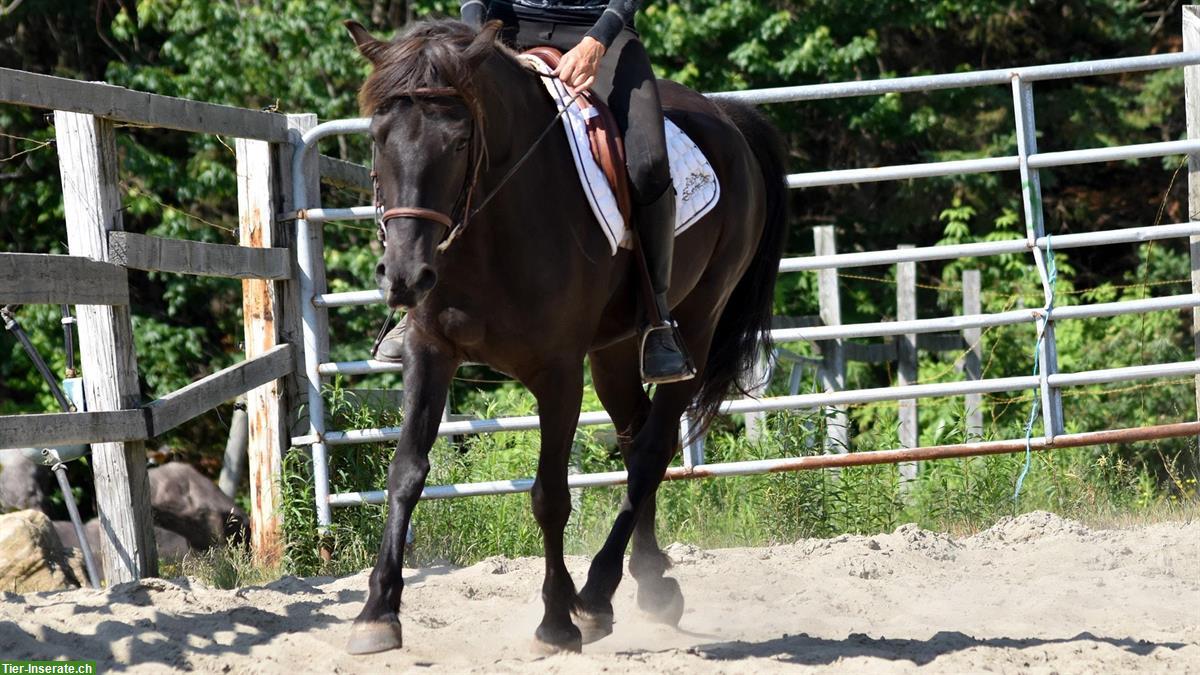 Bild 4: Canadian Horse Stute, 5 Jahre, 1.46m