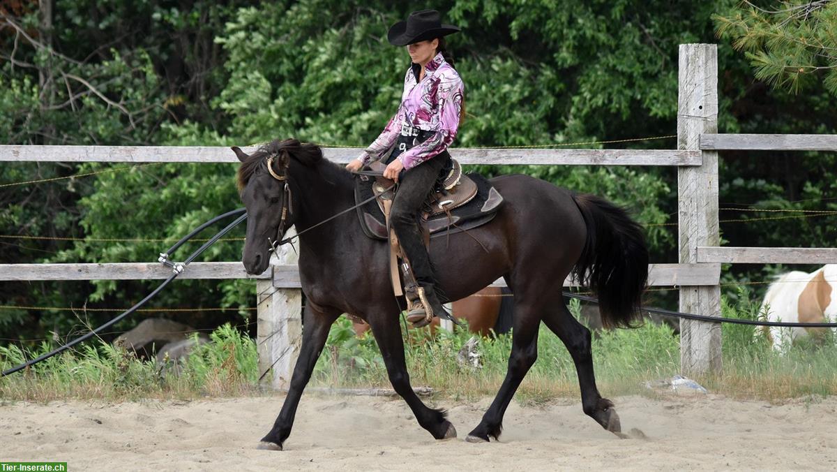 Bild 5: Canadian Horse Stute, 5 Jahre, 1.46m