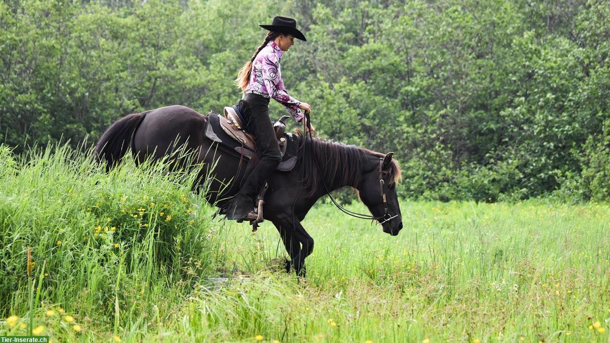 Bild 6: Canadian Horse Stute, 5 Jahre, 1.46m