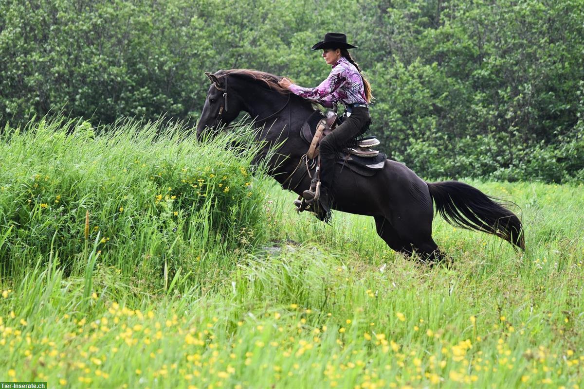 Bild 7: Canadian Horse Stute, 5 Jahre, 1.46m