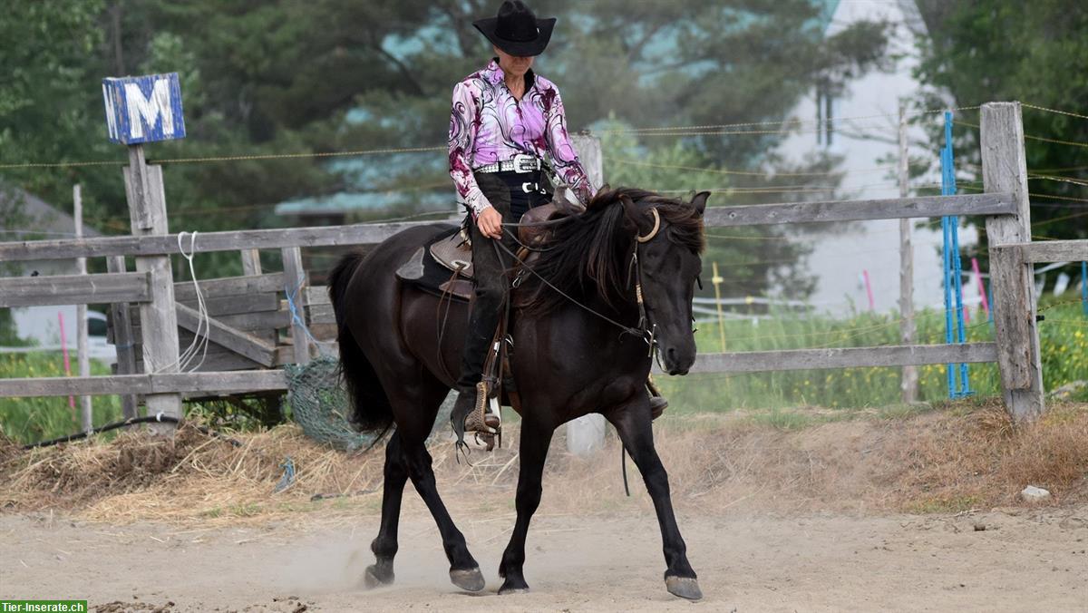 Bild 8: Canadian Horse Stute, 5 Jahre, 1.46m