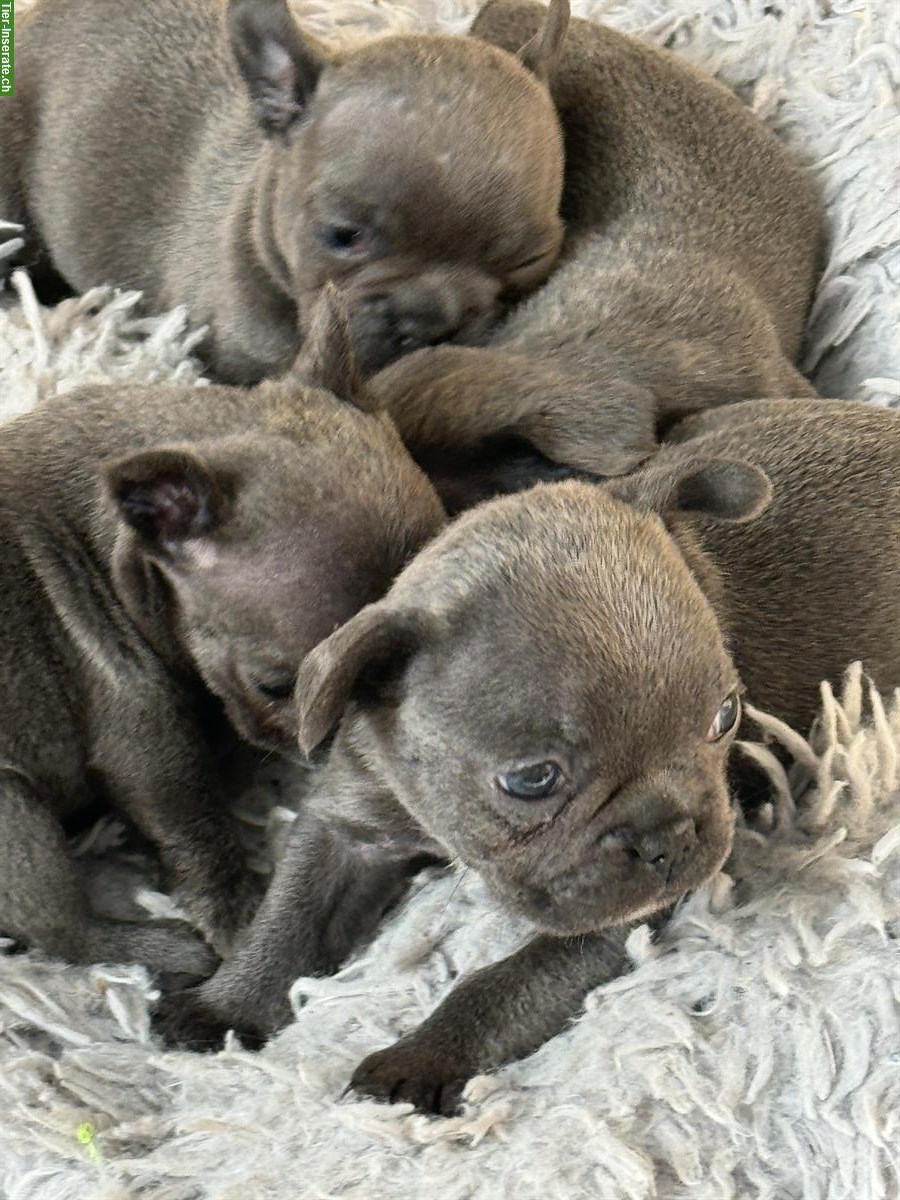 Französische Bulldog Welpen, Rüden und Weibchen