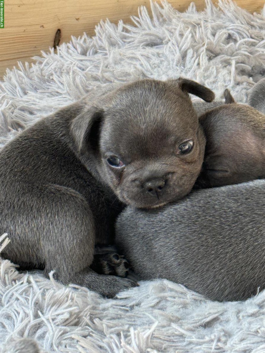 Bild 2: Französische Bulldog Welpen, Rüden und Weibchen