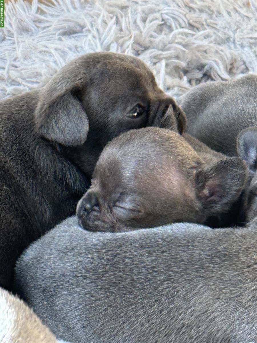 Bild 3: Französische Bulldog Welpen, Rüden und Weibchen