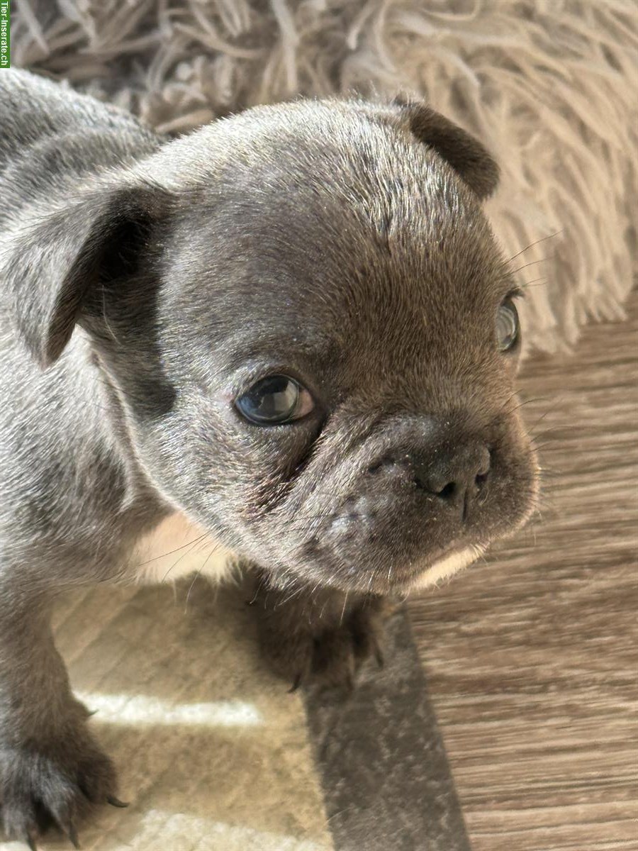 Bild 4: Französische Bulldog Welpen, Rüden und Weibchen