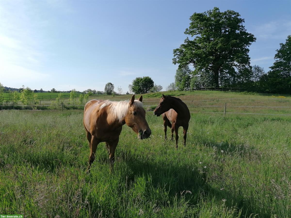 Spazier- & Pflegebeteiligung für Quarter Horse Stute in Eich LU