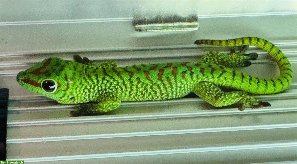 Bild 2: Junge Madagaskar Taggeckos, Phelsuma grandis