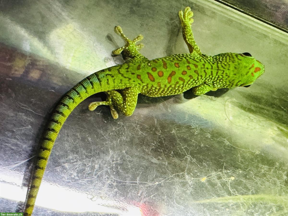 Bild 3: Junge Madagaskar Taggeckos, Phelsuma grandis