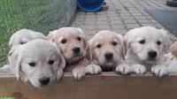 Golden Retriever Welpen abzugeben