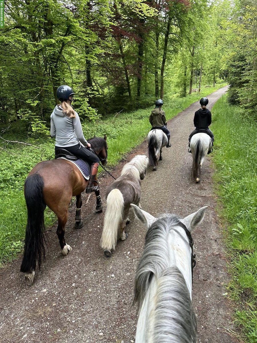 Reitbeteiligung für Kinder am Mittwoch Nachmittag, Rümlang ZH