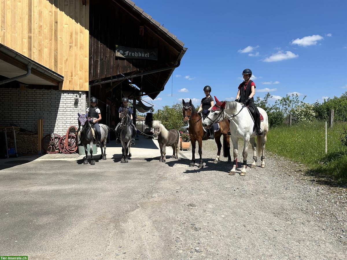 Bild 2: Reitbeteiligung für Kinder am Mittwoch Nachmittag, Rümlang ZH