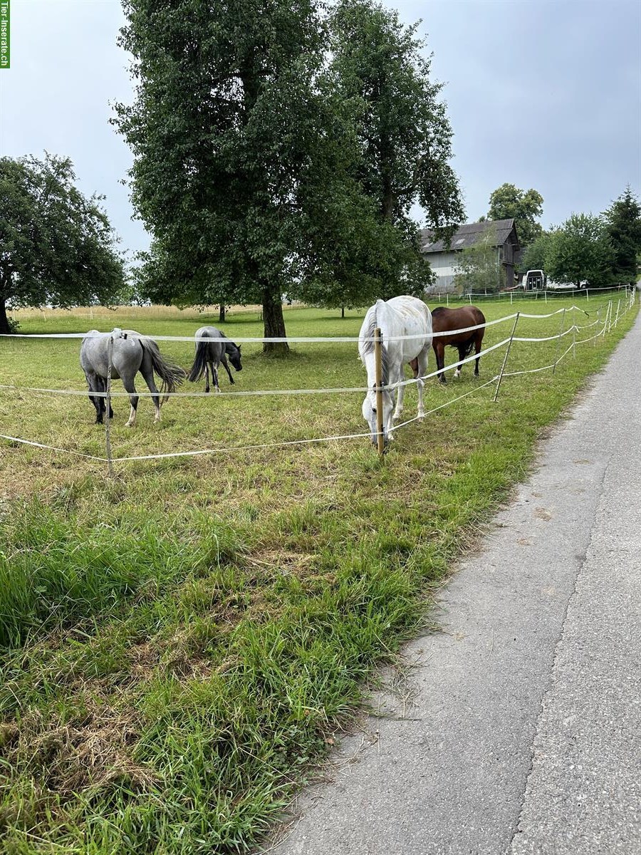 Bild 5: Reitbeteiligung für Kinder am Mittwoch Nachmittag, Rümlang ZH