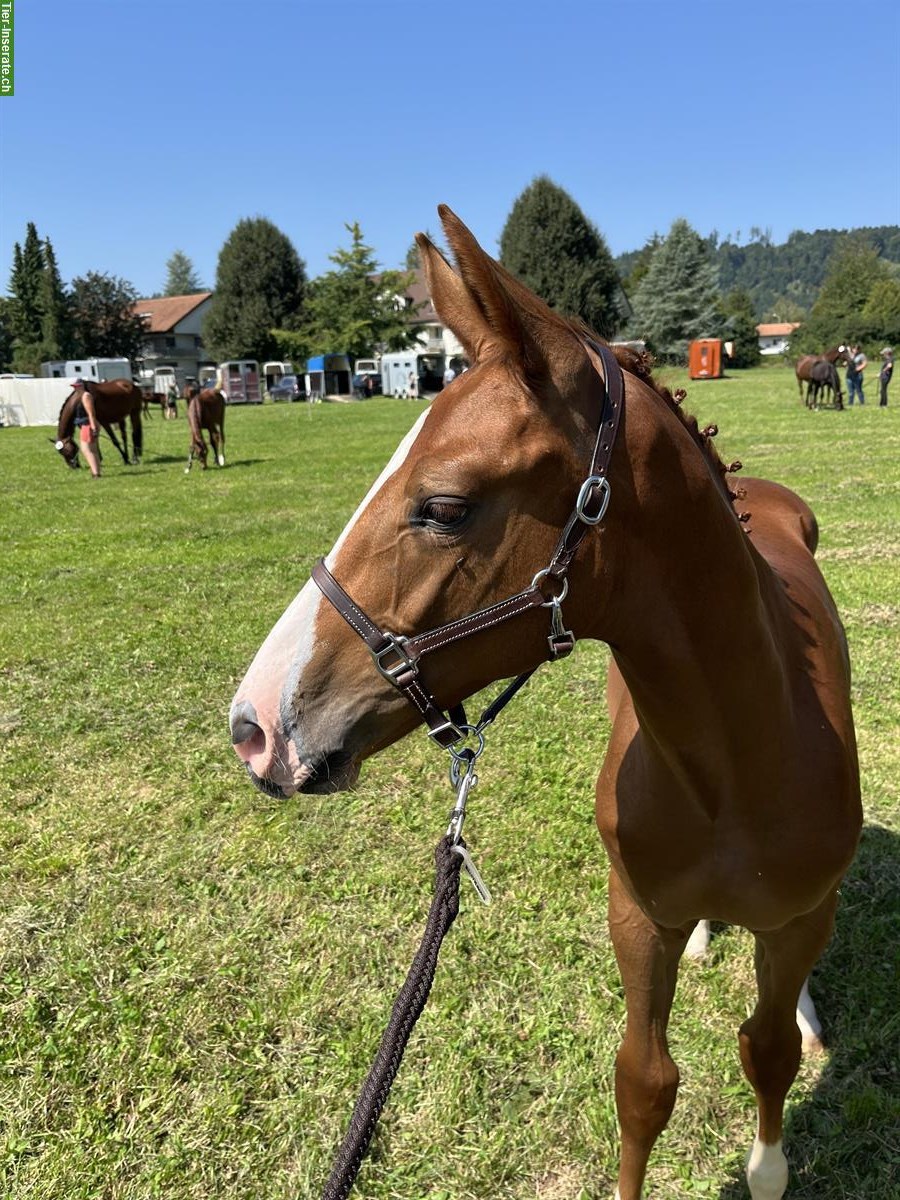 CH-Warmblut Hengstfohlen von Colorit Z zu verkaufen