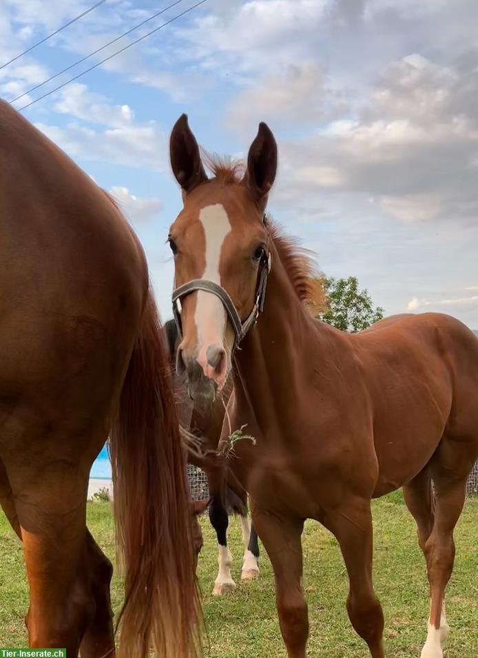 Bild 2: CH-Warmblut Hengstfohlen von Colorit Z zu verkaufen