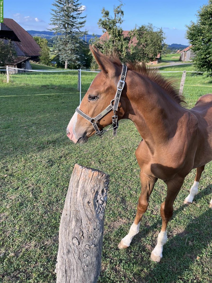 Bild 3: CH-Warmblut Hengstfohlen von Colorit Z zu verkaufen