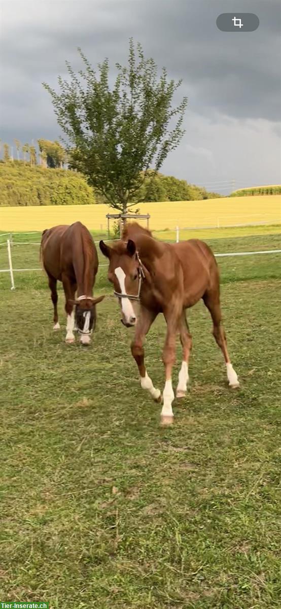 Bild 4: CH-Warmblut Hengstfohlen von Colorit Z zu verkaufen