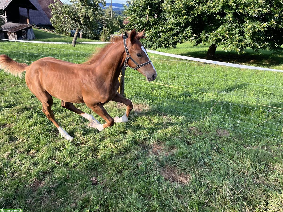 Bild 6: CH-Warmblut Hengstfohlen von Colorit Z zu verkaufen