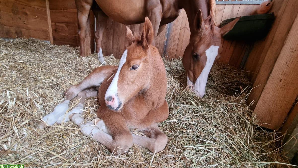 Bild 7: CH-Warmblut Hengstfohlen von Colorit Z zu verkaufen