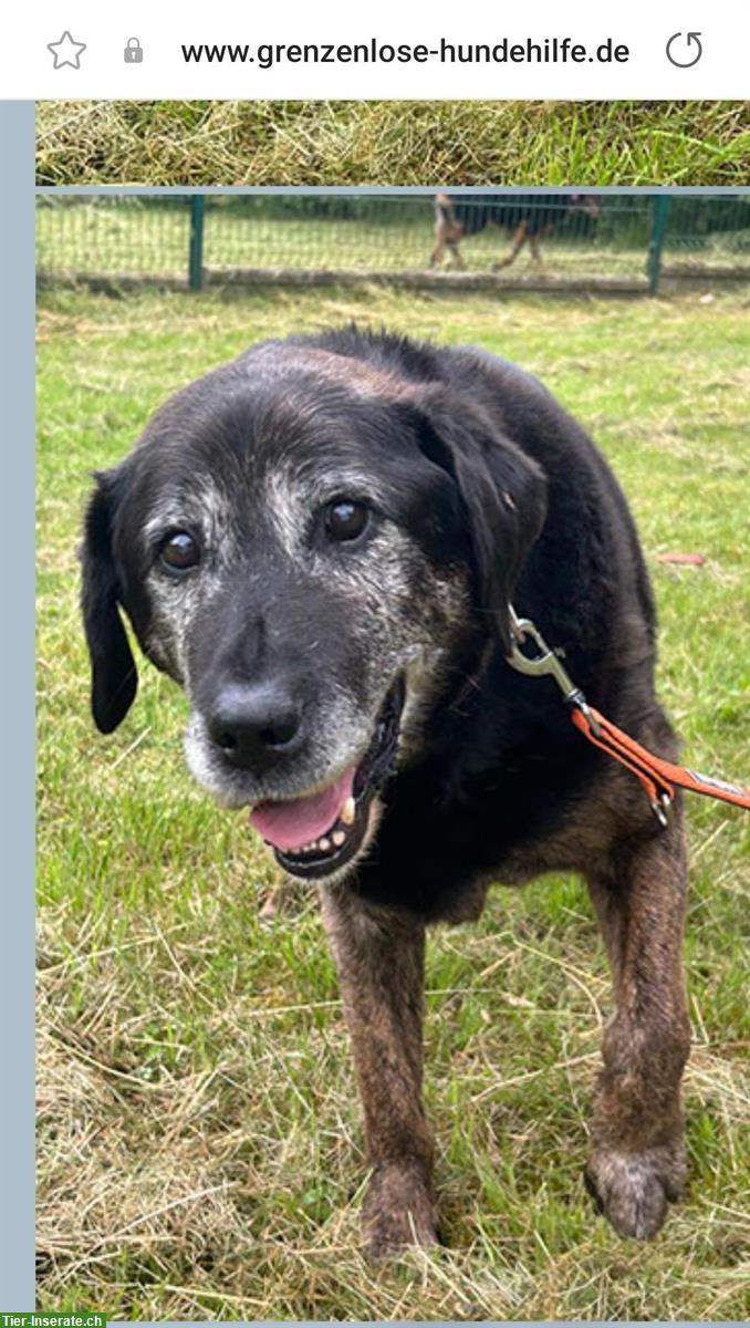 Athos, ein Beauceron Mix Rüde sucht ein Zuhause!