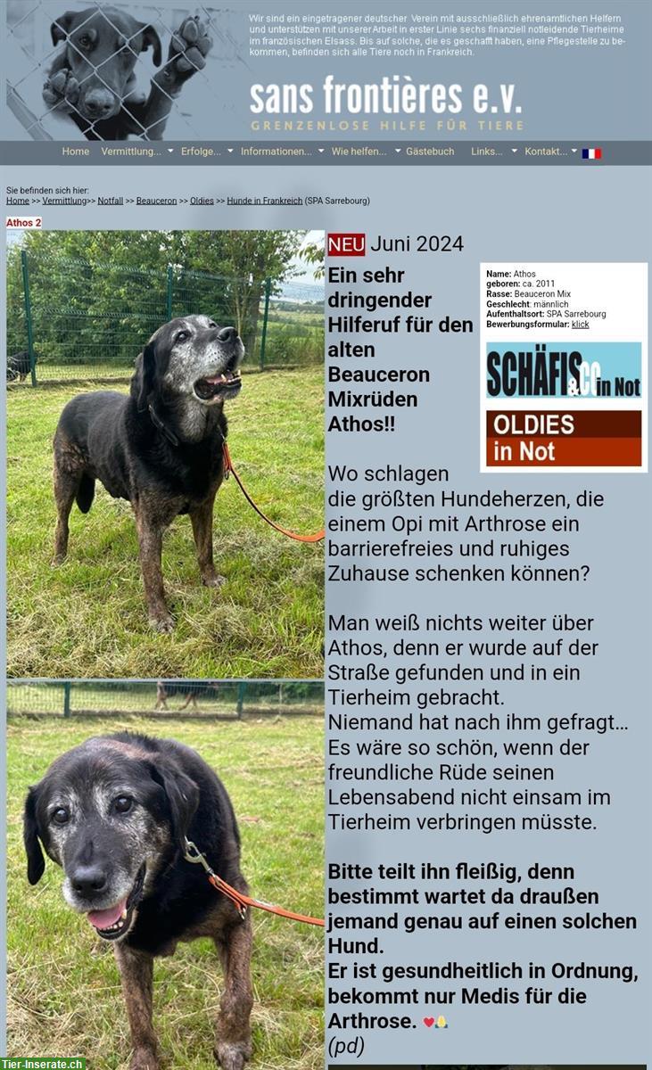 Bild 2: Athos, ein Beauceron Mix Rüde sucht ein Zuhause!