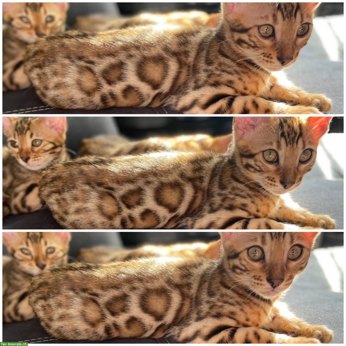 Exklusive Bengal Kitten aus HCM PKD freier Katzenzucht