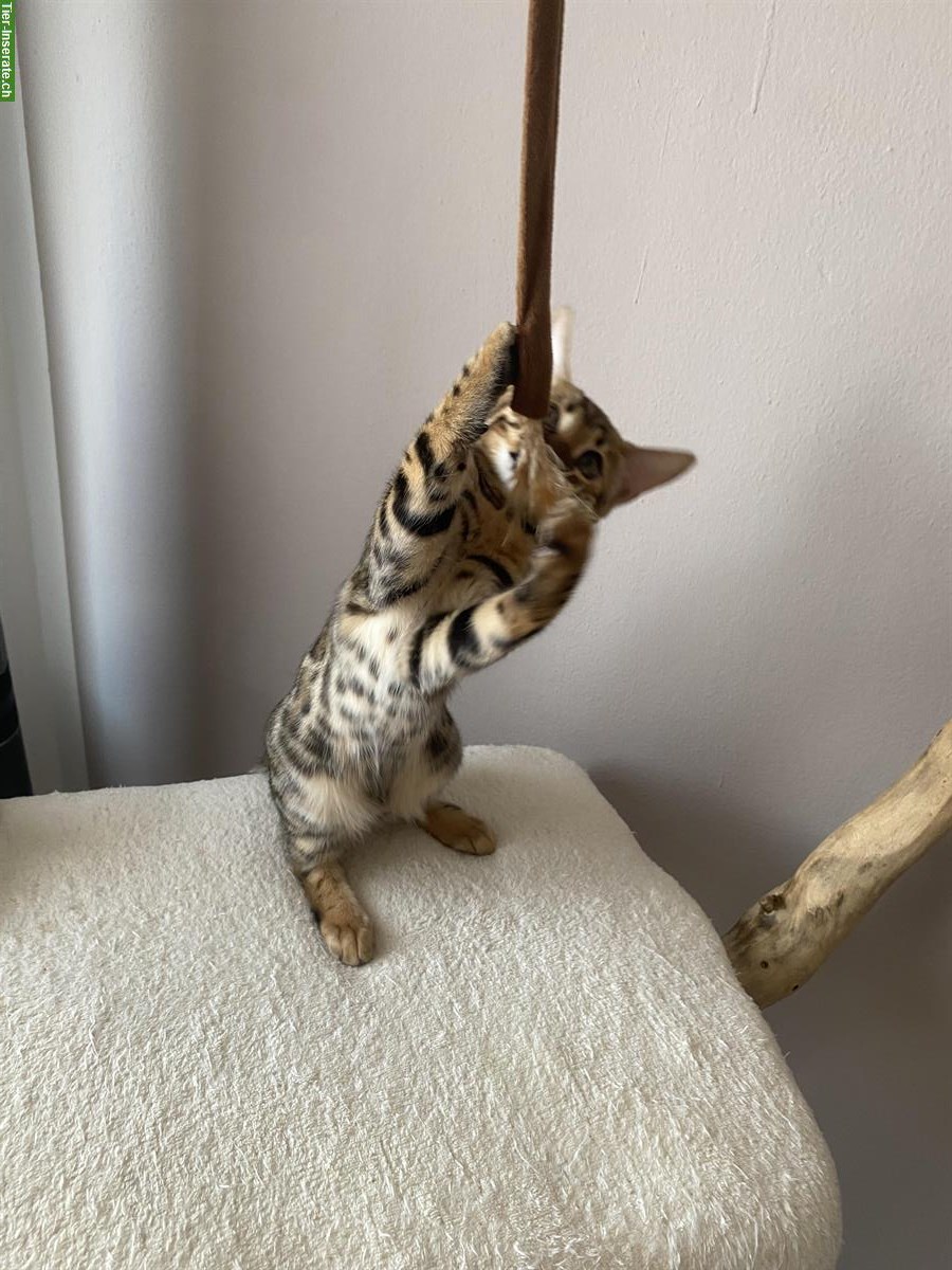 Bild 10: Exklusive Bengal Kitten aus HCM PKD freier Katzenzucht