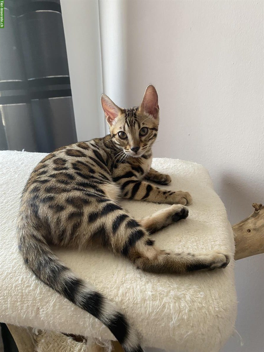 Bild 5: Exklusive Bengal Kitten aus HCM PKD freier Katzenzucht