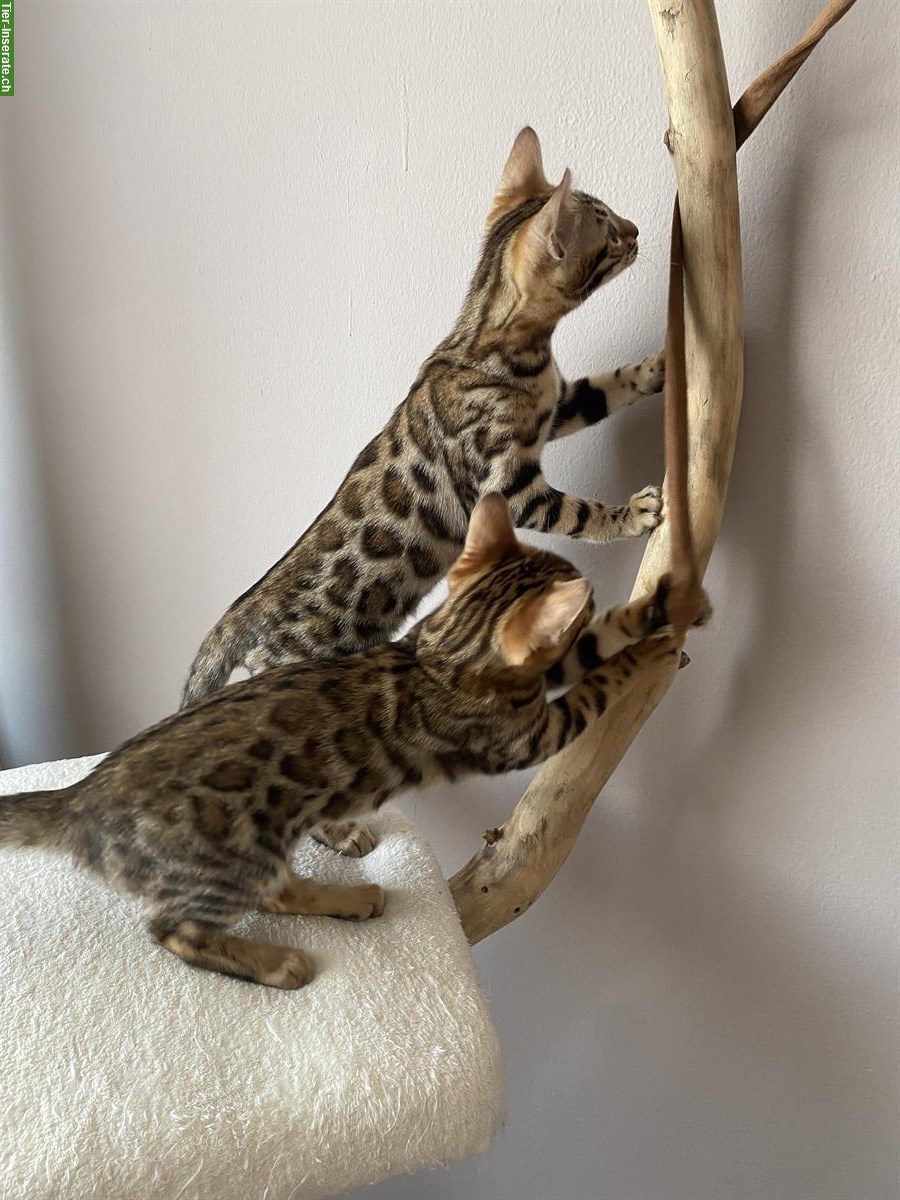 Bild 6: Exklusive Bengal Kitten aus HCM PKD freier Katzenzucht