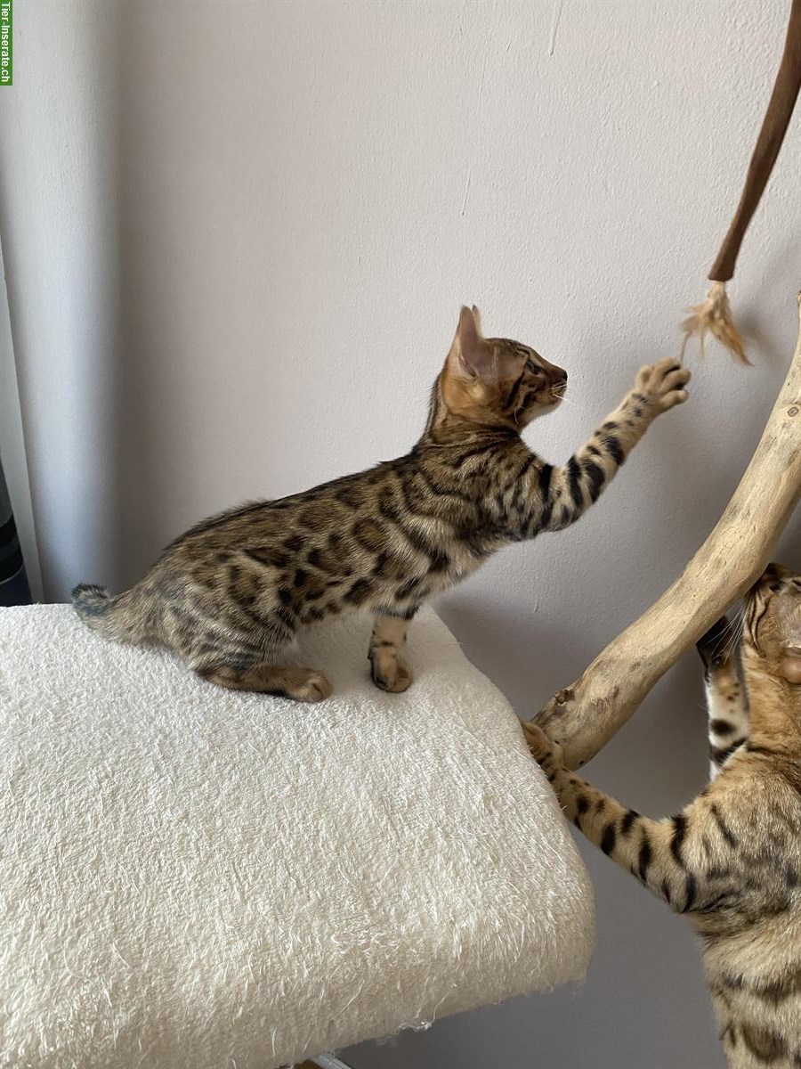 Bild 8: Exklusive Bengal Kitten aus HCM PKD freier Katzenzucht