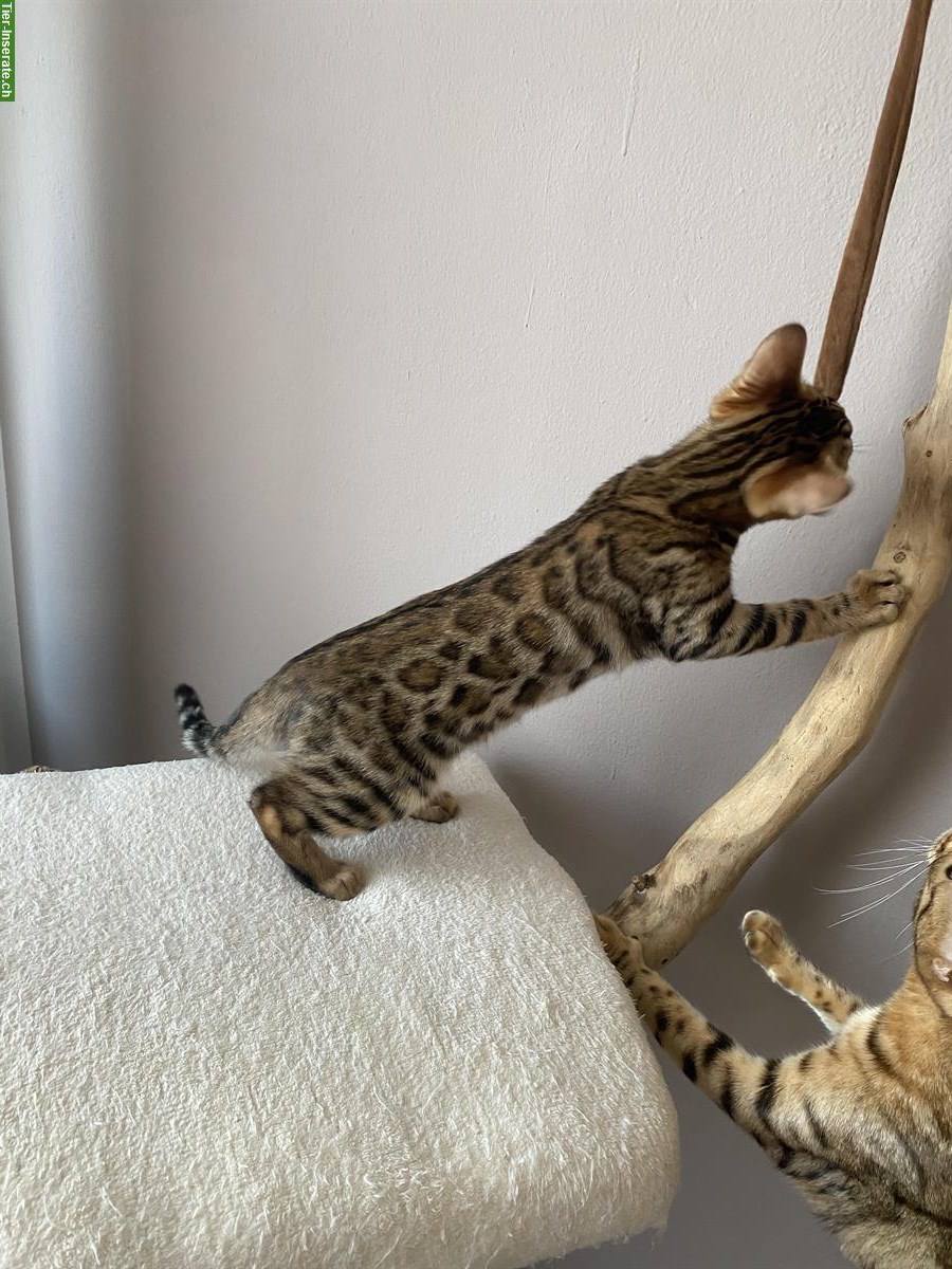 Bild 9: Exklusive Bengal Kitten aus HCM PKD freier Katzenzucht