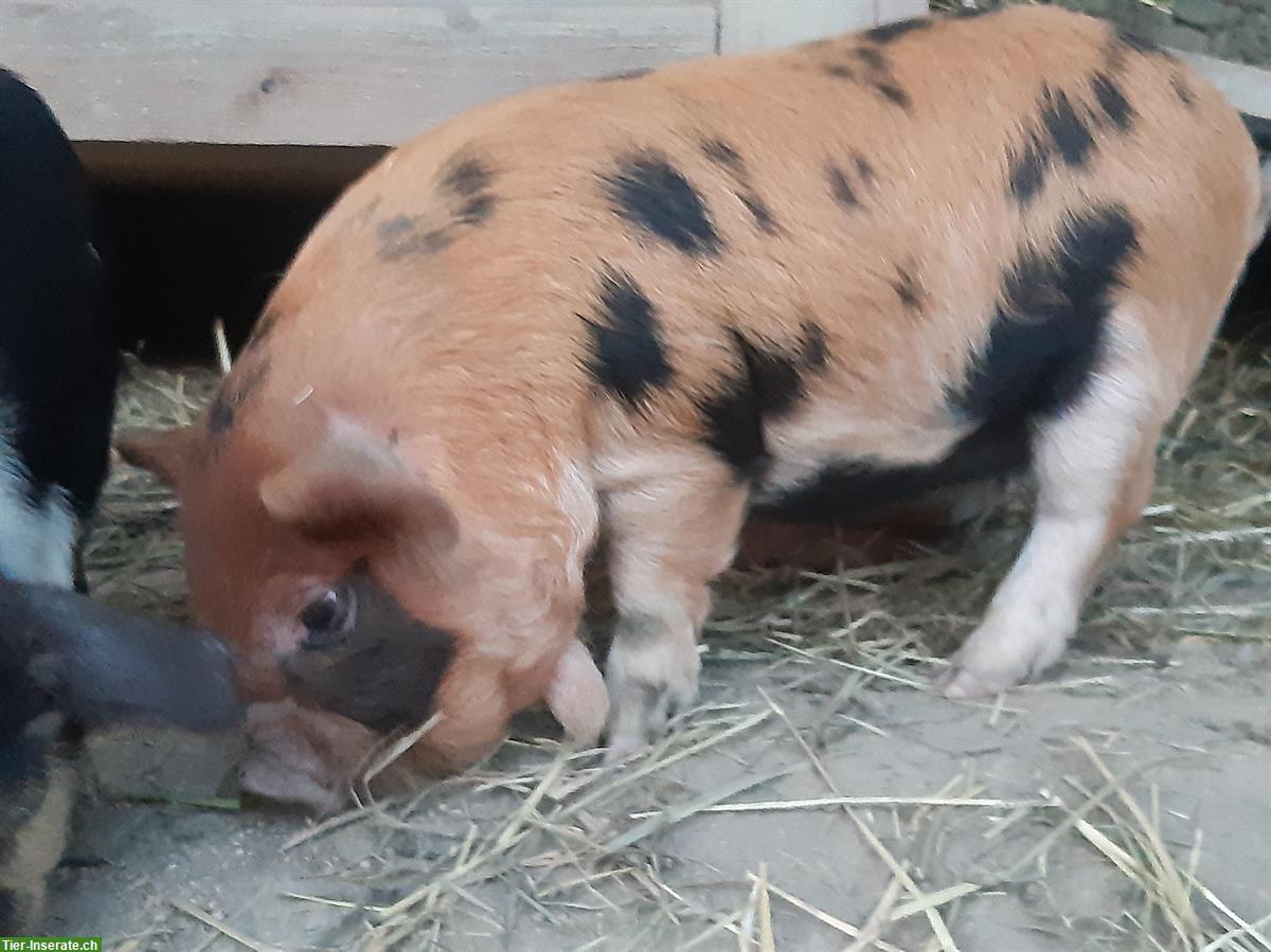 Kune Kune Schweinchen rassenrein zu verkaufen