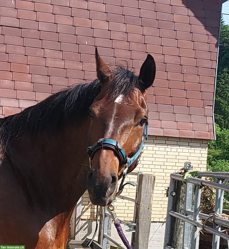 Reitbeteiligung für western gerittenen Freiberger Wallach