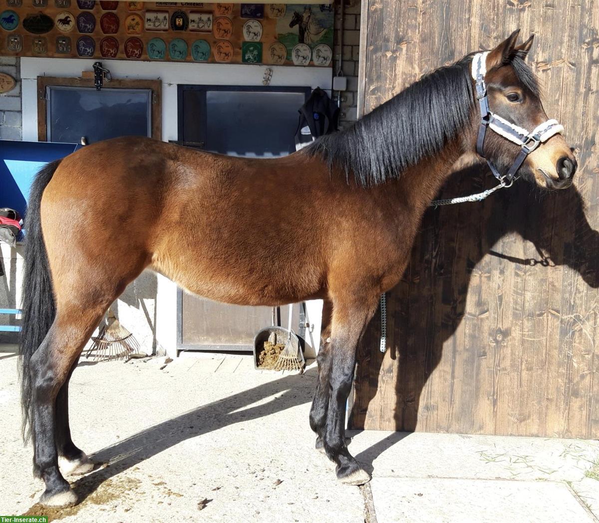 Liebe dunkelbraune Reitpony Stute, Grösse 1.45m