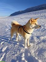 Suchen Deckrüden für unsere Akita Inu Hündin