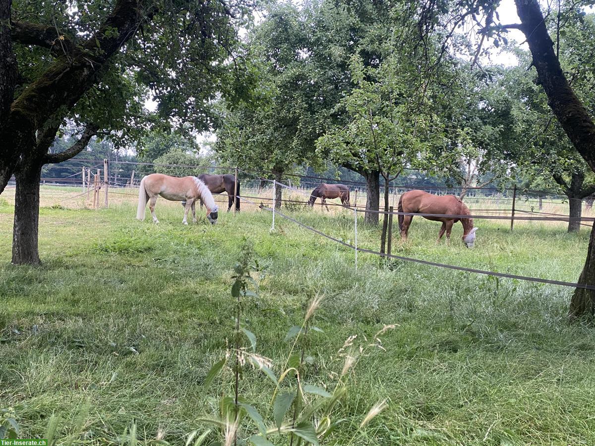 Bild 3: Schöne Pferde Auslaufboxen im Thurgau